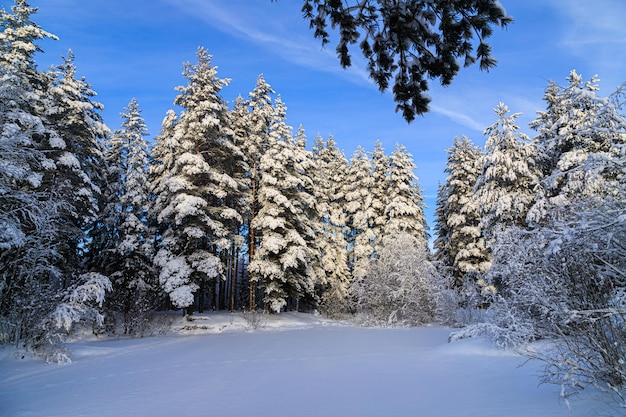 Paysage d'hiver enneigé dans la forêt Forêt enneigée Un article sur l'hiver