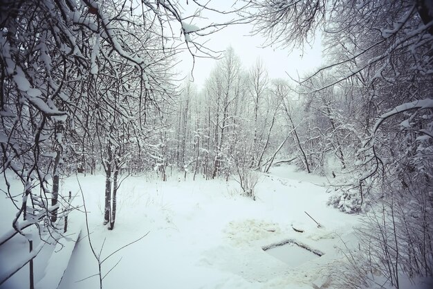 paysage d'hiver enneigé dans la forêt de Noël