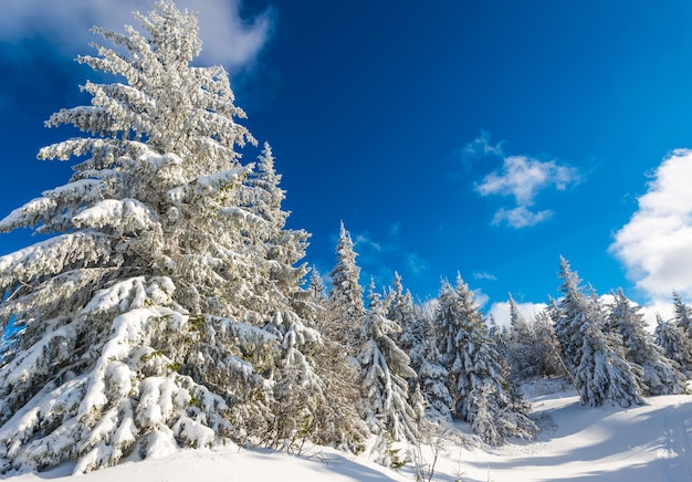 Paysage d'hiver ensoleillé de congères sur le fond d'un conifère élancé