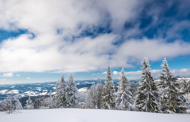 Paysage d'hiver ensoleillé de congères sur le fond d'une mince forêt de conifères sur une journée d'hiver glaciale