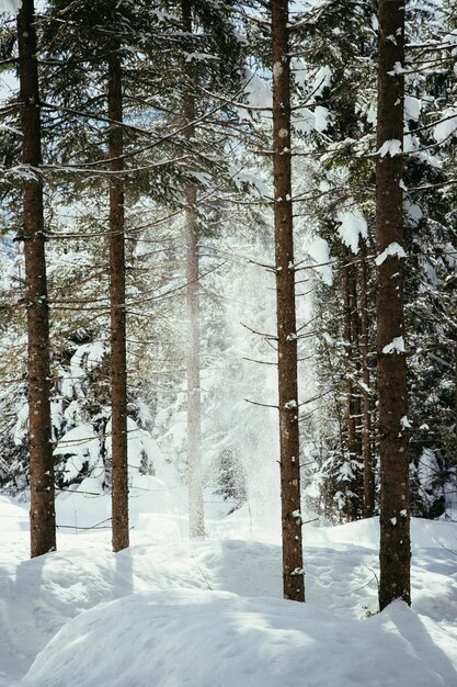 Paysage d'hiver ensoleillé dans la nature Sentier et arbres enneigés La neige tombe