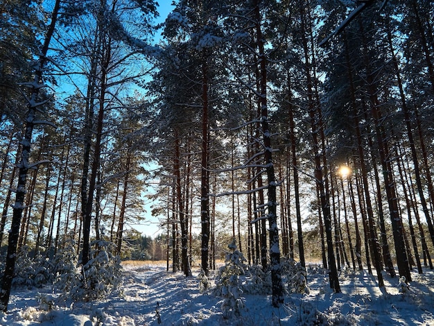 Paysage d'hiver ensoleillé givré dans la pinède enneigée