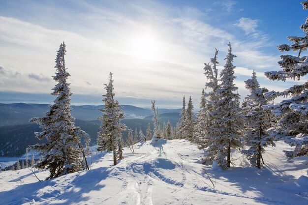 Paysage d'hiver d'épinettes de forêt gelée