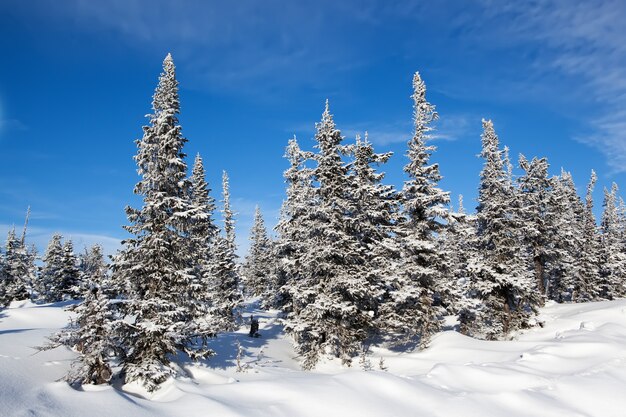 Paysage d'hiver d'épinettes de forêt gelée