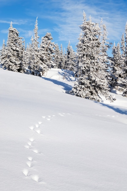 Paysage d'hiver d'épinettes de forêt gelée