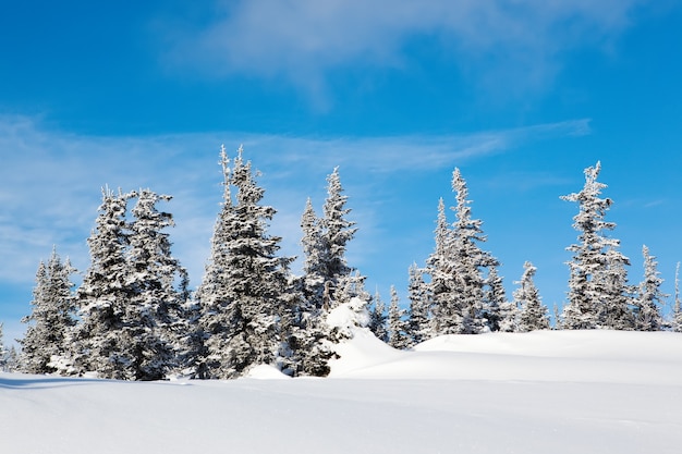 Paysage d'hiver d'épinettes de forêt gelée