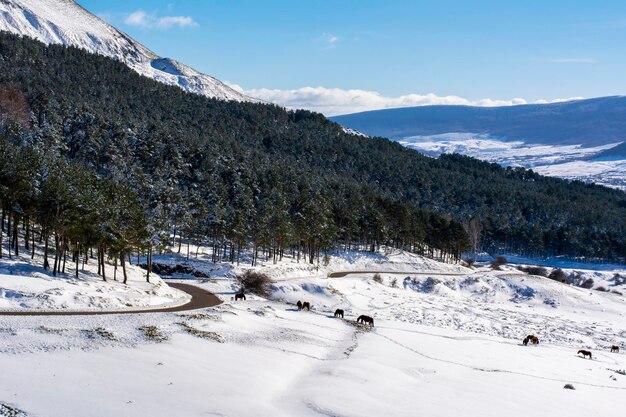 Paysage d'hiver avec espace de copie