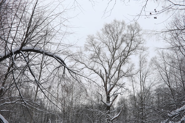 Paysage d'hiver étendues couvertes de neige. Un parc en hiver dans la neige. Route le jour d'hiver.