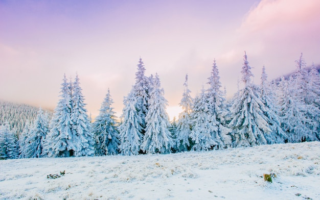 Paysage d'hiver fabuleux