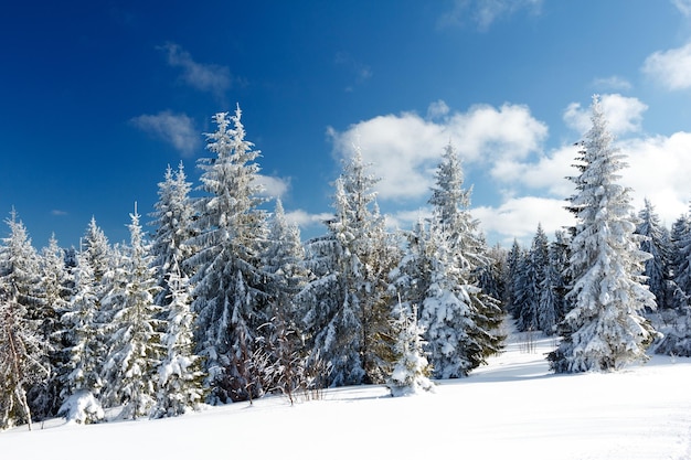 Paysage d'hiver fantastique ciel bleu Carpates Ukraine Europe Monde de beauté