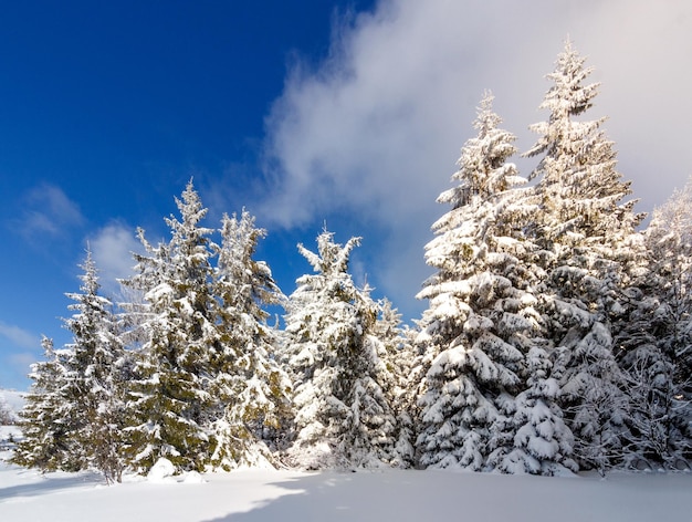 Paysage d'hiver fantastique ciel bleu Carpates Ukraine Europe Monde de beauté