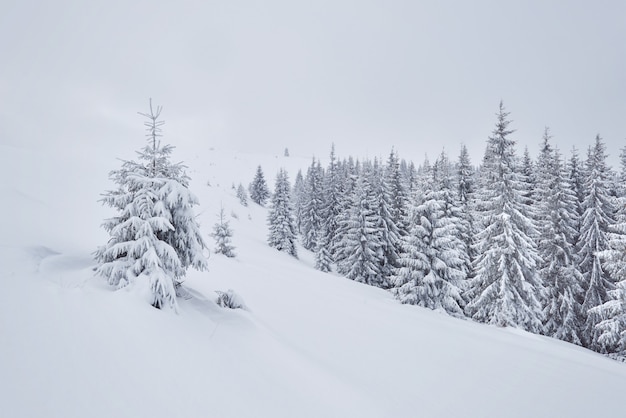 Paysage d'hiver de fées avec sapins et chutes de neige.