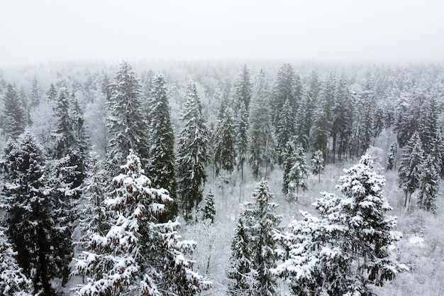 Paysage d'hiver avec forêt de conifères couverte de neige blanche et d'arbres à feuilles persistantes haut enneigé vue aérienne