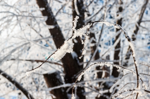 Paysage D'hiver, Forêt Couverte De Neige