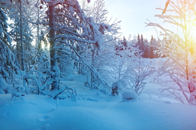 Paysage d'hiver. Forêt enneigée d'hiver