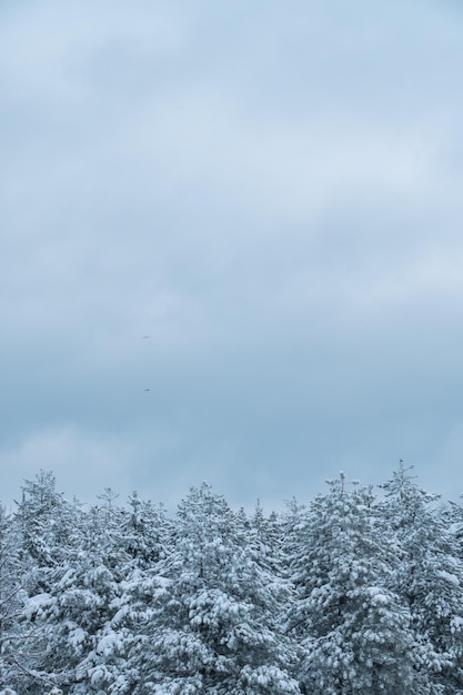 Paysage d'hiver de forêt avec de la neige