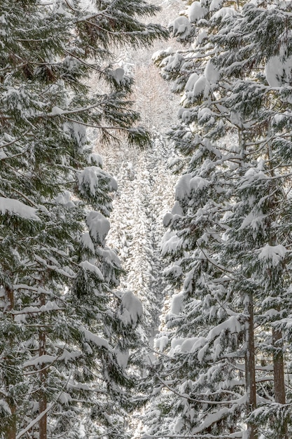 Paysage d&#39;hiver de la forêt de pins