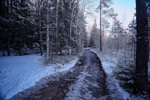 paysage hiver forêt sombre, paysage saisonnier neige dans la nature forestière