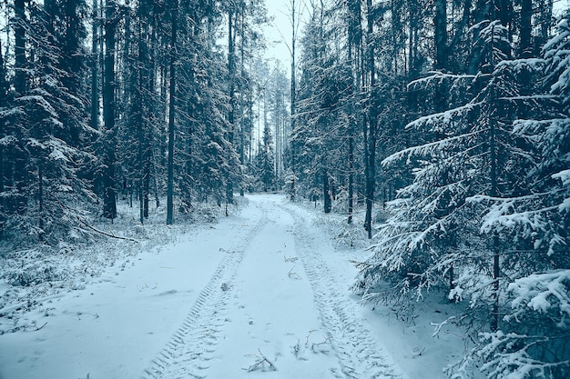 paysage hiver forêt sombre, paysage saisonnier neige dans la nature forestière