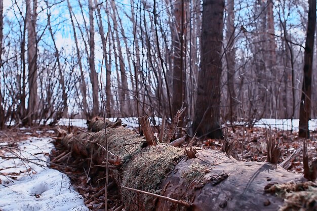 paysage hiver forêt sombre, paysage saisonnier neige dans la nature forestière