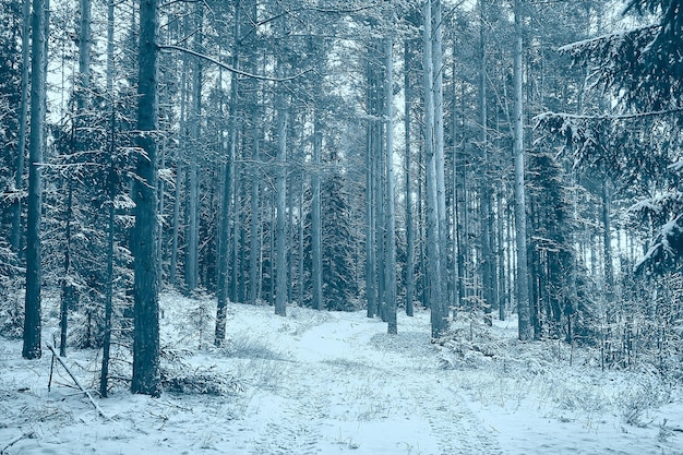 paysage hiver forêt sombre, paysage saisonnier neige en forêt nature