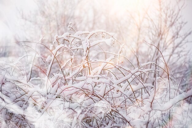 Paysage d'hiver. Forêt sous la neige. L'hiver dans le parc.