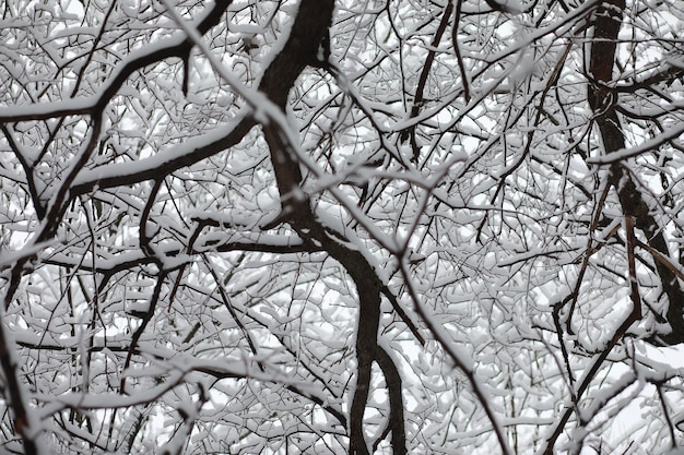 Paysage d'hiver. Forêt sous la neige. L'hiver dans le parc.