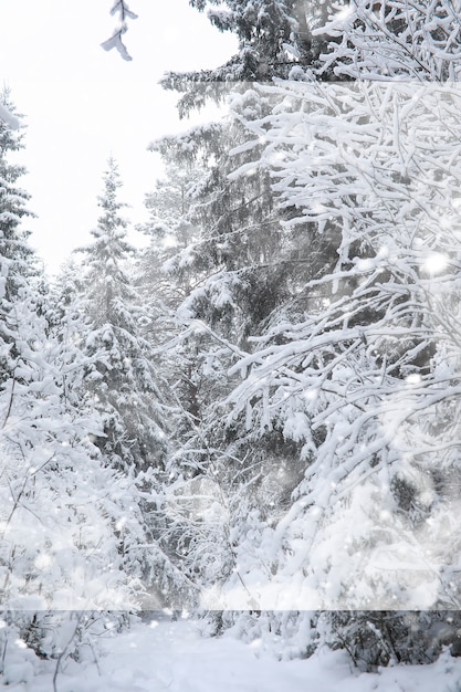 Paysage d'hiver. Forêt sous la neige. L'hiver dans le parc.