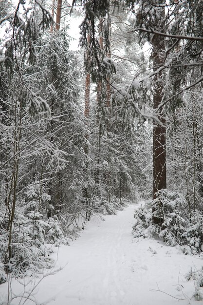 Paysage d'hiver. Forêt sous la neige. L'hiver dans le parc.