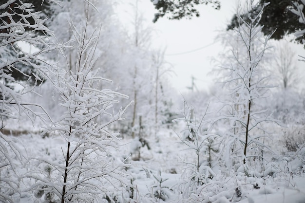 Paysage d'hiver. Forêt sous la neige. L'hiver dans le parc.