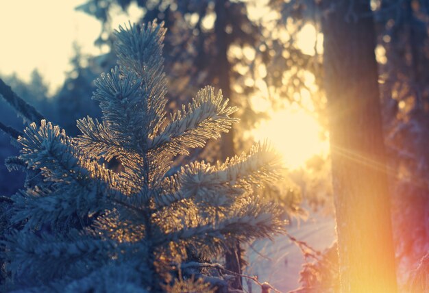 Paysage d'hiver.forêt de taïga gelée