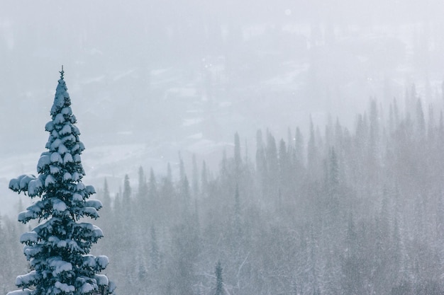 Paysage d'hiver avec de fortes chutes de neige et de brouillard dans la forêt de pins