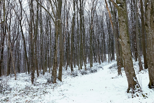 Paysage d'hiver givré dans la forêt enneigée. Forêt d'hiver