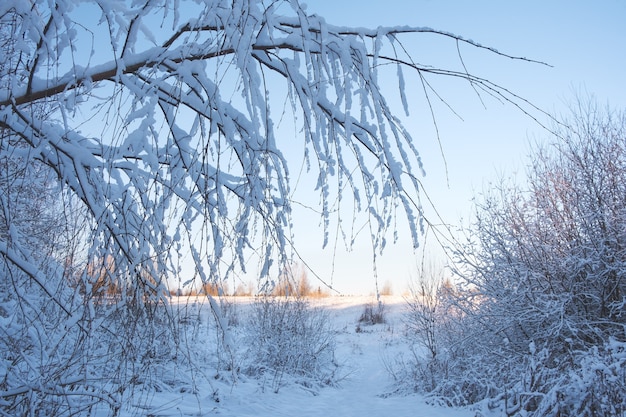 Paysage d'hiver glacial dans la forêt enneigée