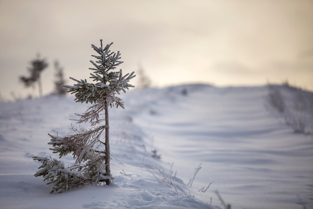 Paysage d'hiver, grand pin seul sur la pente enneigée de la montagne par une froide journée ensoleillée