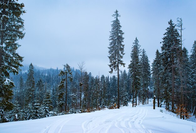 Paysage d'hiver, grands sapins élancés