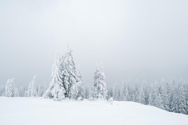 Paysage d'hiver gris dans la forêt