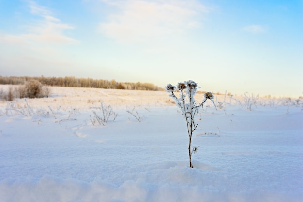 Paysage d'hiver avec de l'herbe sèche gelée contre le ciel bleu