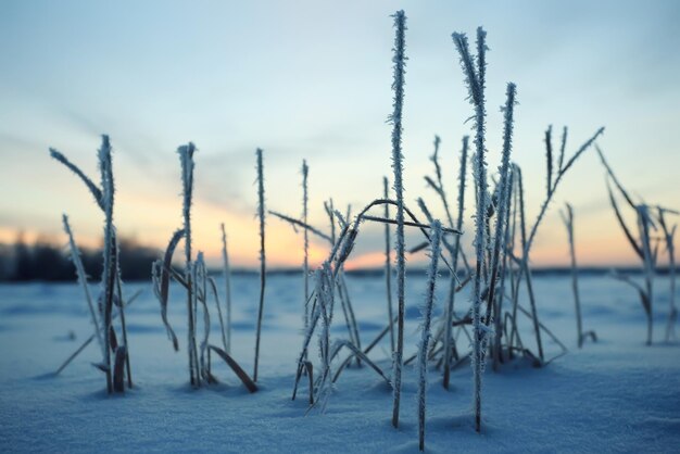 paysage d'hiver avec un horizon, un champ et un ciel