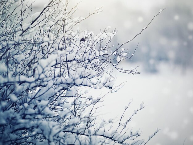 Photo paysage d'hiver il neige dehors des flocons de neige des flots de neige à proximité une chute de neige