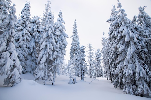 Paysage d'hiver incroyable avec des sapins enneigés dans les montagnes