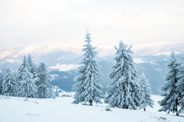 Paysage d'hiver incroyable avec des sapins enneigés dans les montagnes