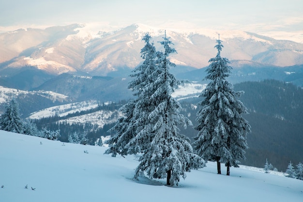 Paysage d'hiver incroyable avec des sapins enneigés dans les montagnes