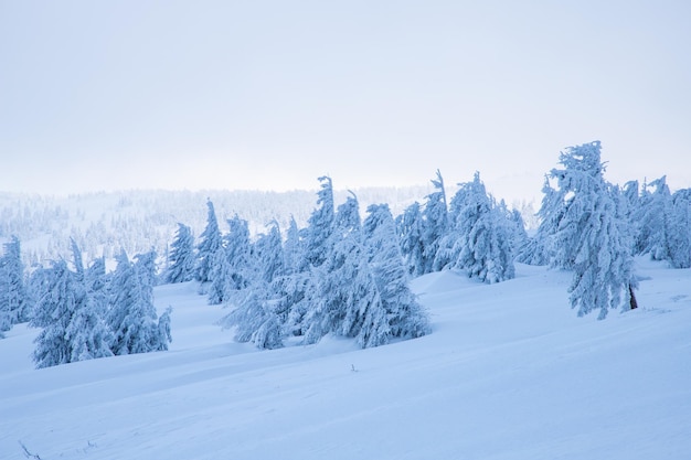 Paysage d'hiver incroyable avec des sapins enneigés dans les montagnes