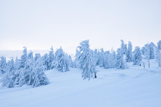 Paysage d'hiver incroyable avec des sapins enneigés dans les montagnes