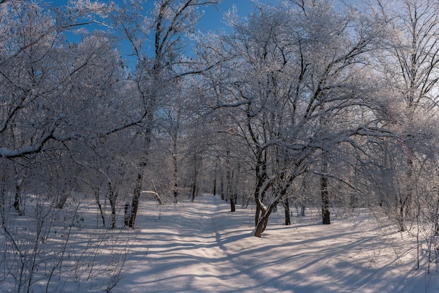 Paysage d'hiver avec journée ensoleillée en forêt, arbres couverts de neige