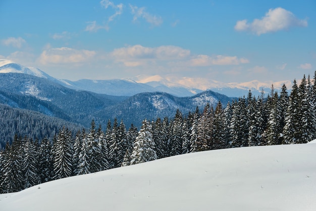 Paysage d'hiver lumineux avec des branches de pin recouvertes de neige fraîche tombée dans la forêt de montagne par une froide journée d'hiver.