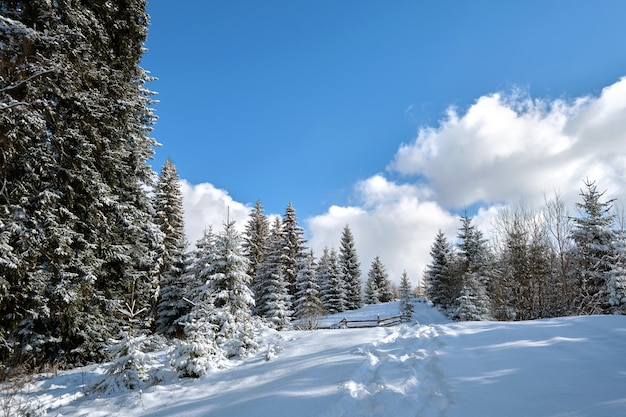 Paysage d'hiver lumineux avec des pins recouverts de neige fraîche et un sentier étroit dans la forêt de montagne par une froide journée d'hiver.