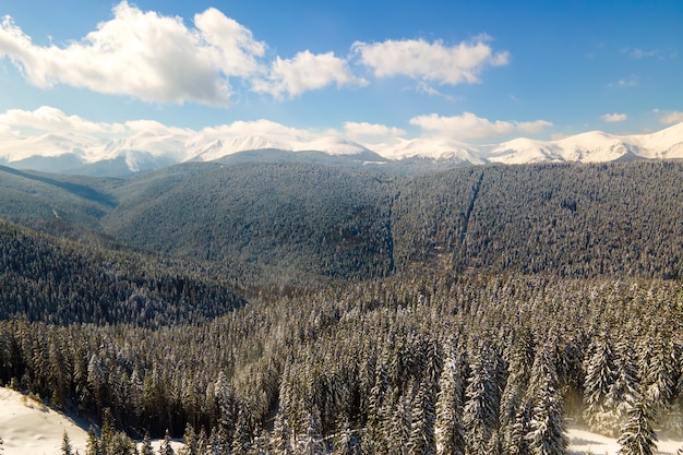 Paysage d'hiver lumineux avec des pins recouverts de neige fraîche tombée dans la forêt de montagne par une froide journée d'hiver.