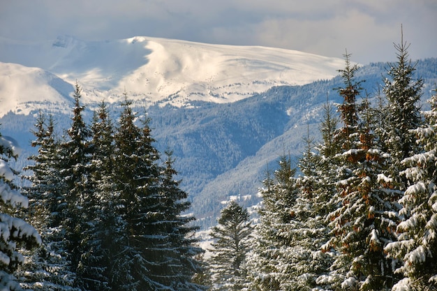 Paysage d'hiver lumineux avec des pins recouverts de neige fraîche tombée dans la forêt de montagne par une froide journée d'hiver.